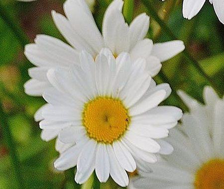 gardener gallery 2